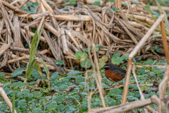 DSC_0279